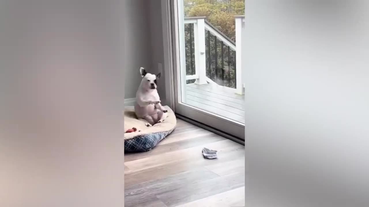 Funny cats and dogs funniest animals funny video of pets❤️🐶