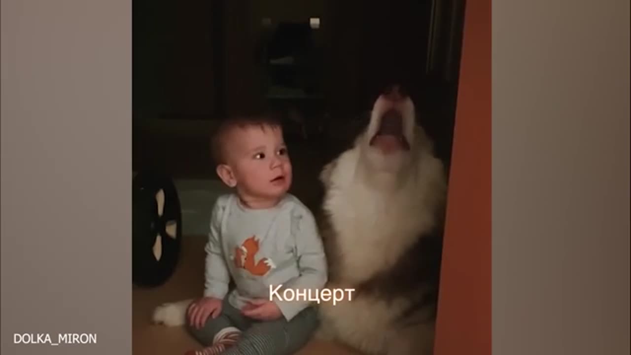 FUNNIEST DOGS COMPILATION||1||😂😂😂