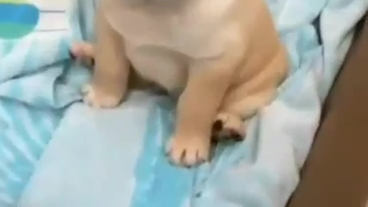 Little Puppy