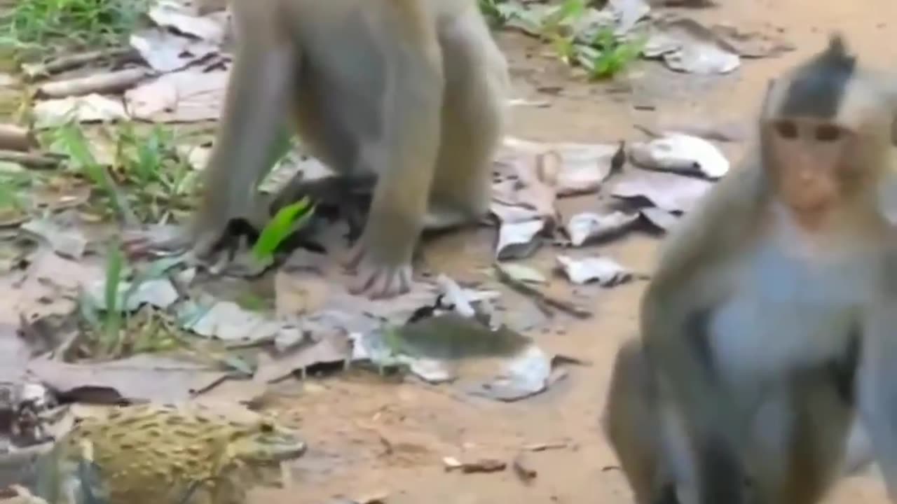 Monkey teasing frog