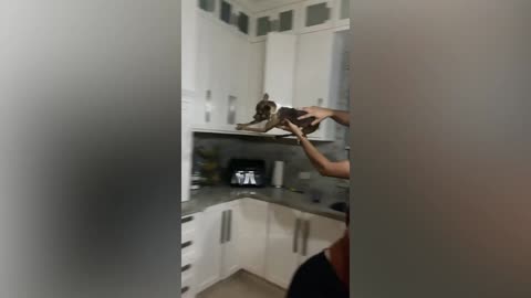 Best Funny Animal Videos Of The 2022 🤣 - Funniest Cats And Dogs Videos 😺😍 (58)