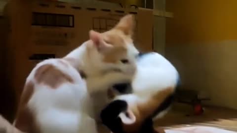 Cat funny video