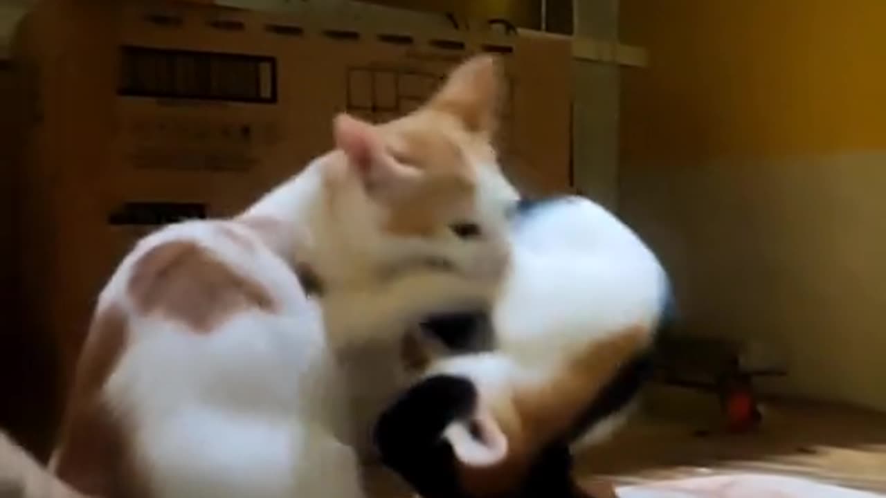 Cat funny video