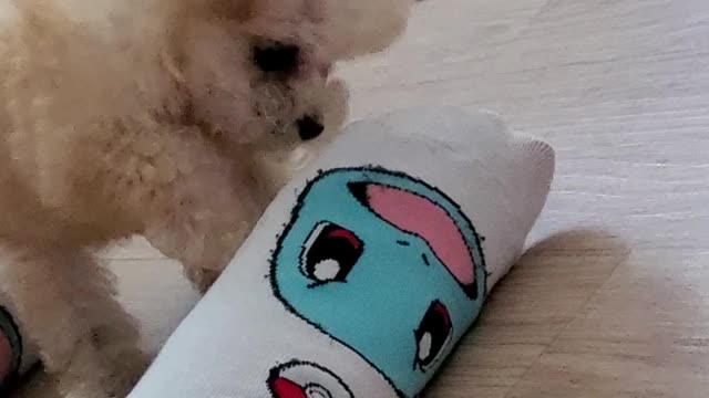 Squirtle VS puppy