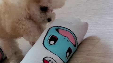 Squirtle VS puppy