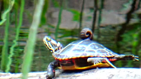 Painted Turtle