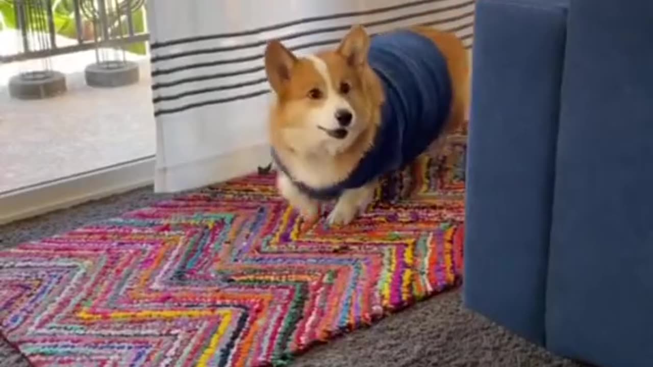 Train the FIRST 5 THINGS to ANY Puppy! Reality Dog Training