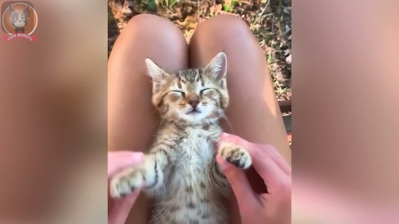 Funny animal compilations . Part 1