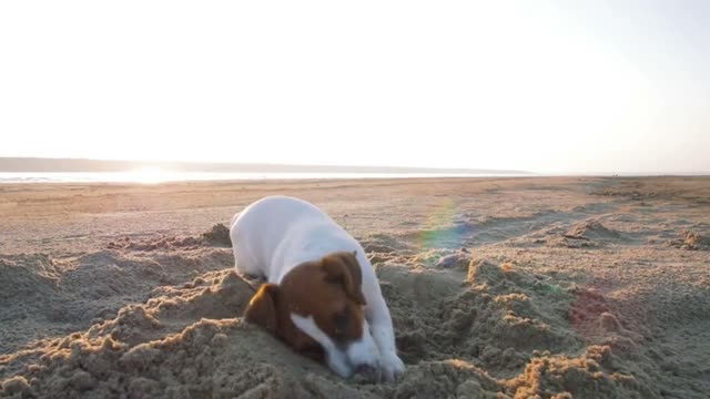 Little Jack Russell puppy playing on the beach digging sand