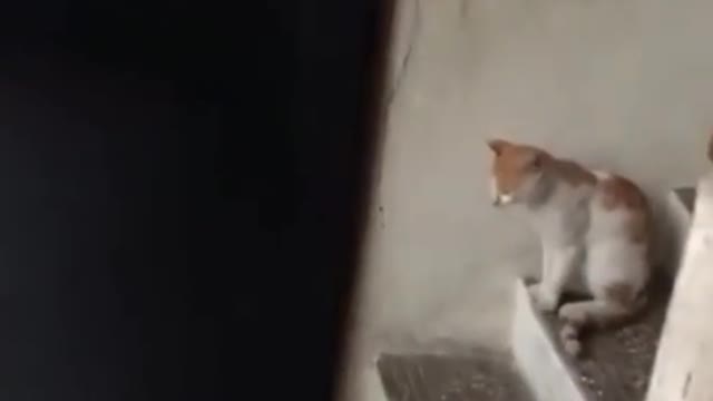 Funny cat 🐱 chat