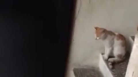 Funny cat 🐱 chat