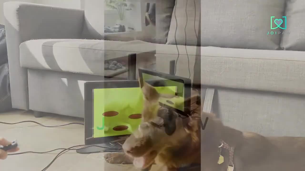 Company creates interactive game to detect dementia in dogs