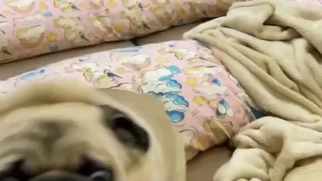Dog3