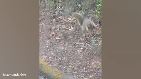 Funny veido of animals🤣🤣😅😅 #viral #animal #viralveido #comedy