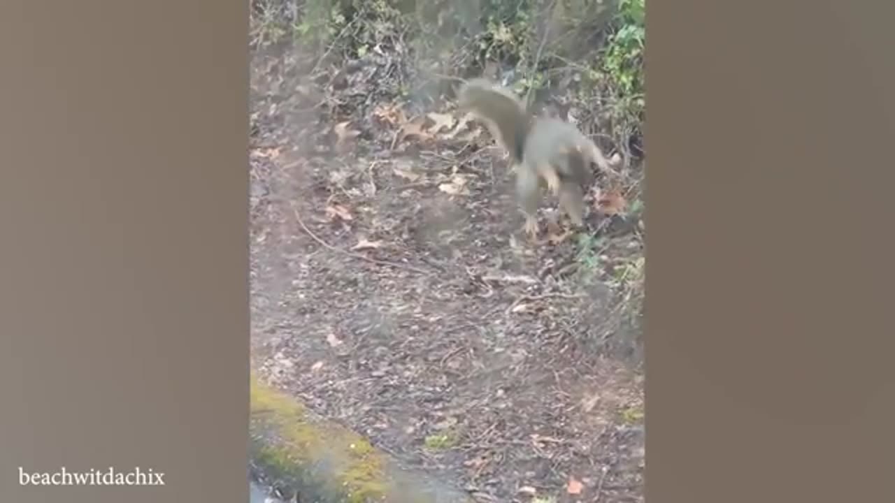 Funny veido of animals🤣🤣😅😅 #viral #animal #viralveido #comedy