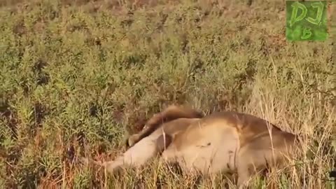 Funny Animals compilation