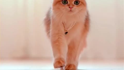 Cute cat