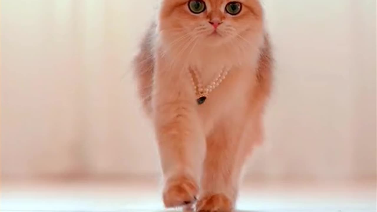 Cute cat