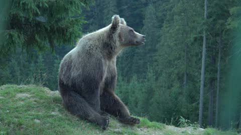 Amazing Bear