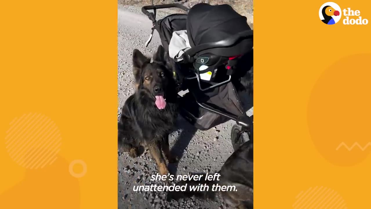 Child Raised By 5 German Shepherds🙈☺️