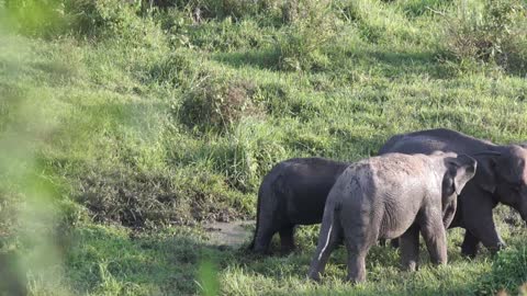 Herd of Elephants Walking In The Forest | Elephant | Walking