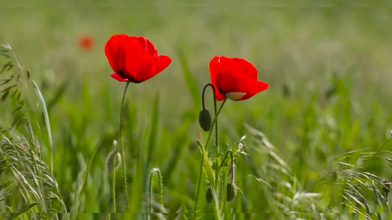 beautiful flowers