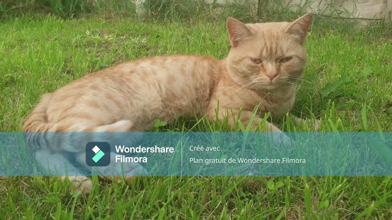 Funny animals - Funny cats and dogs - Funny animal videos 2023🤣