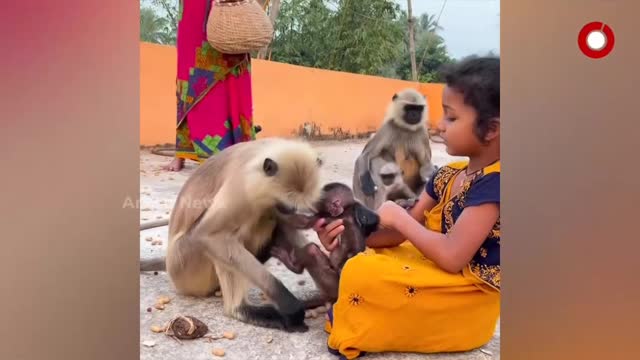 Young Girl Fearlessly Plays with Monkey, Video goes Viral