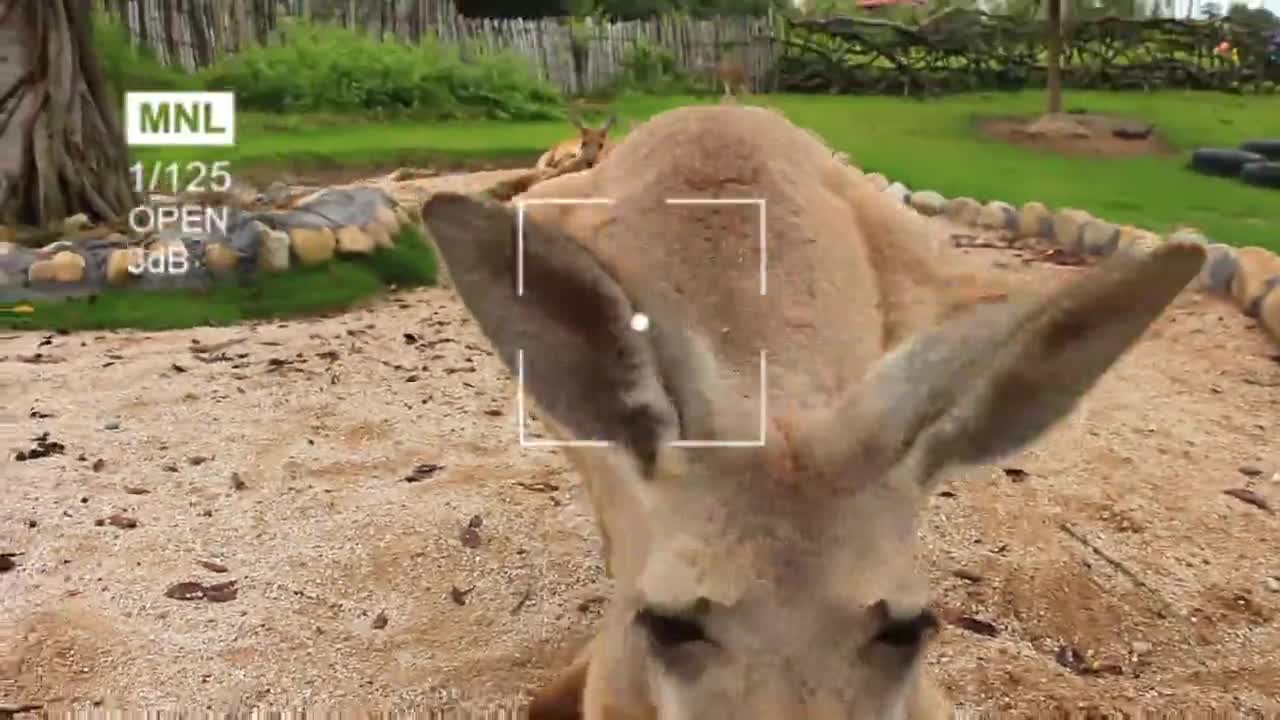 Animal kangaroo