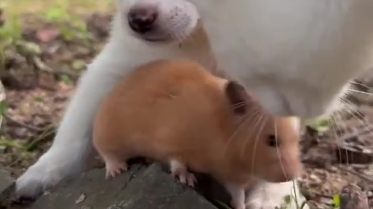 Cat puppy