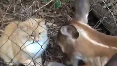 Cat meets fawns