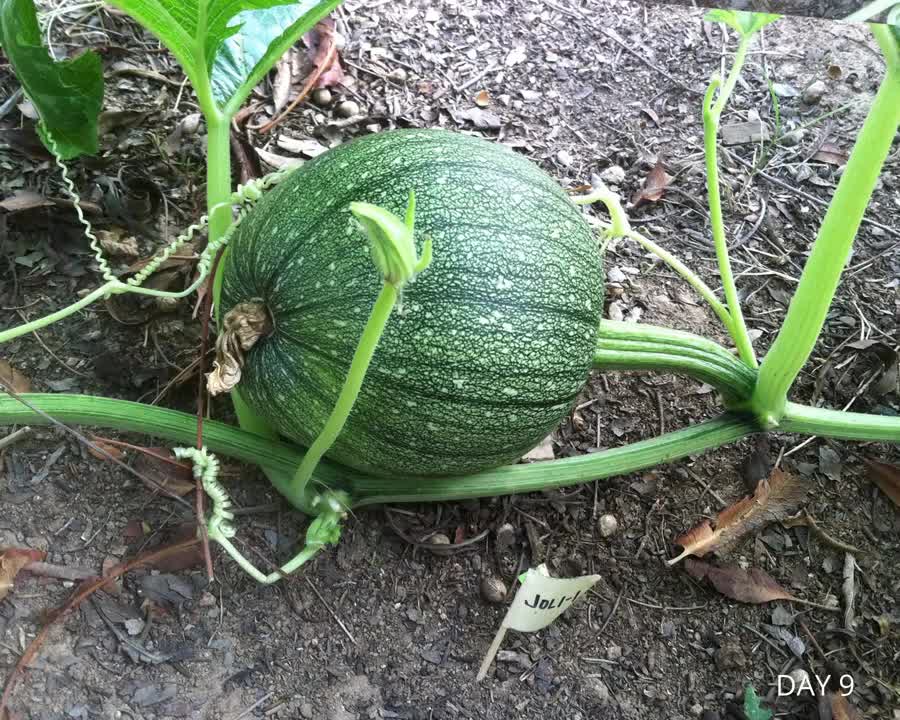 Jack O'Lantern Pumpkins Growing Time Lapse