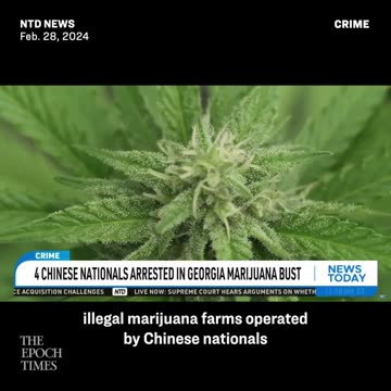 BUST : Illegal Marijuana Farms By Chinese In US