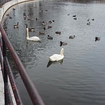 Ducks geese and swans