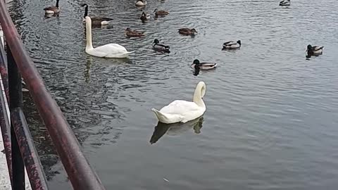 Ducks geese and swans