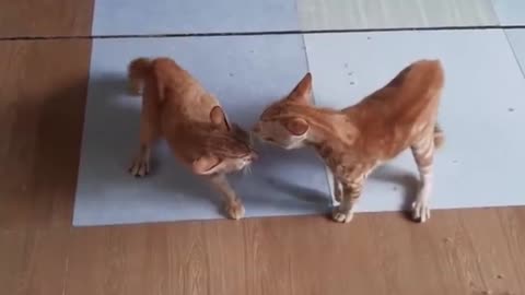 Aggressive cat 🐱 fighting 😤😬