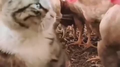 funny and cute cats #shortvideo #shorts