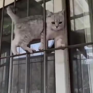 Funny 😂😂🤣 CATS 🐈🐈😺