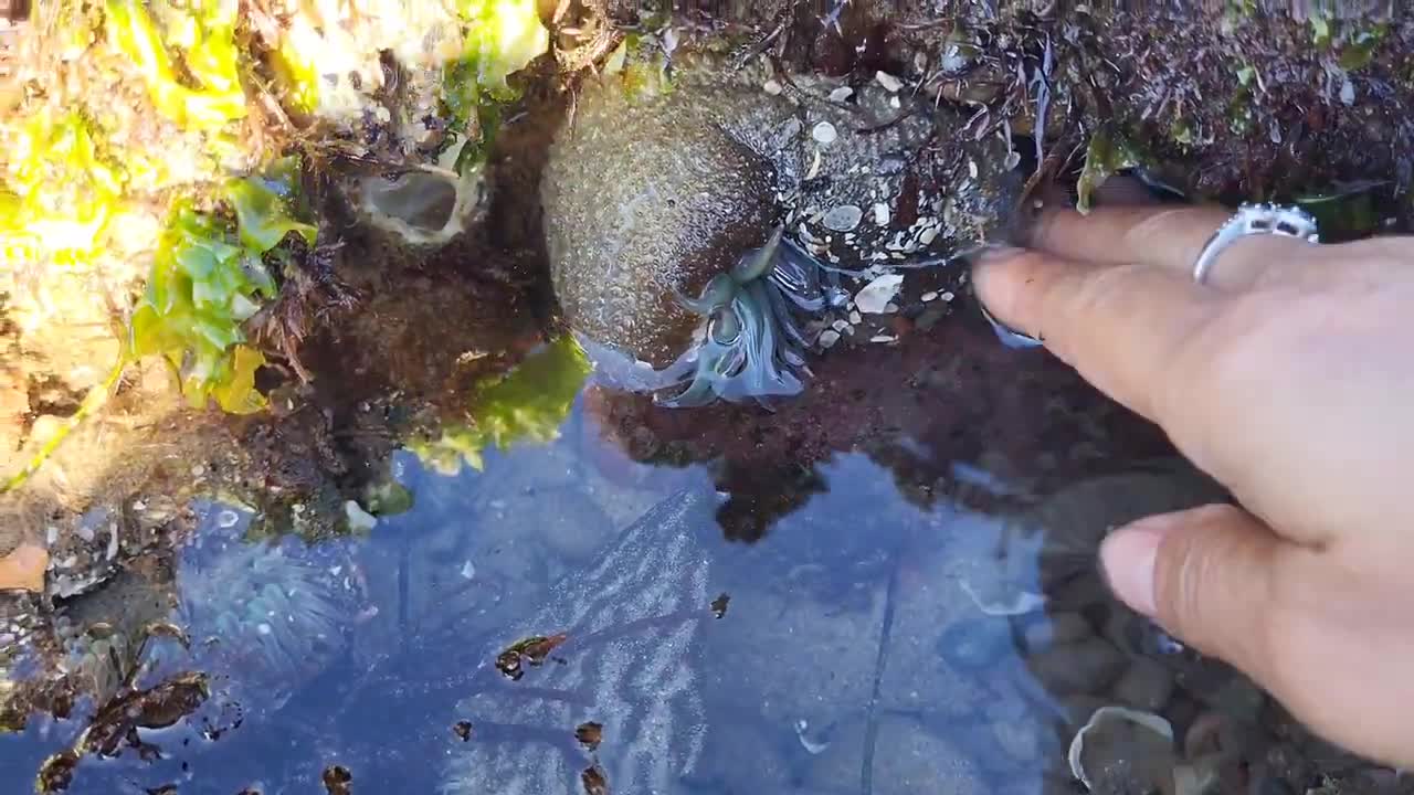 Lots of crabs and octopus on low tide days.🦀🐙🦀