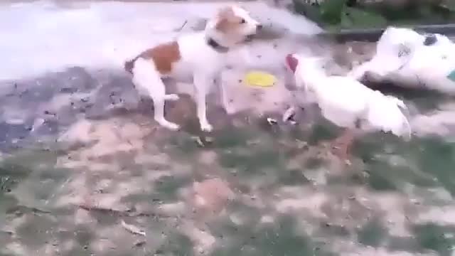 dog roaster fight