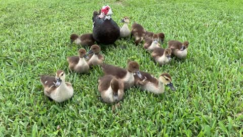 Ducklings in a row