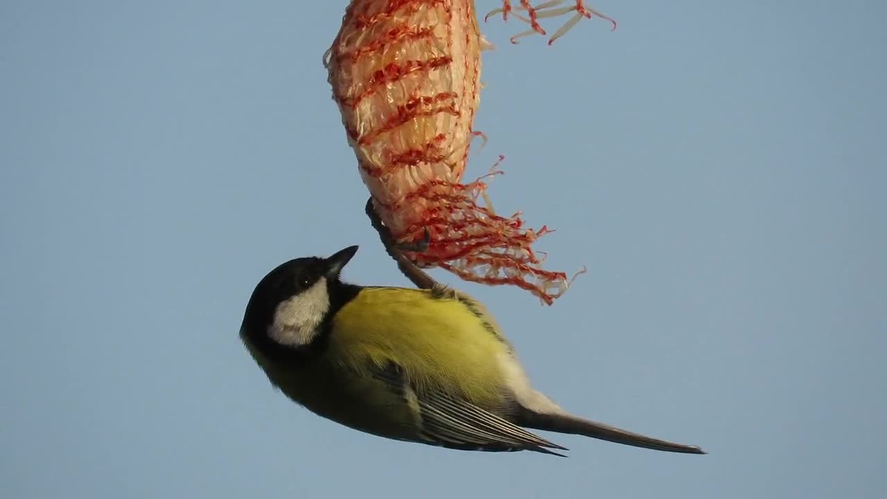 Tit Bird Feeding Winter Blue Tit Nature Hunger