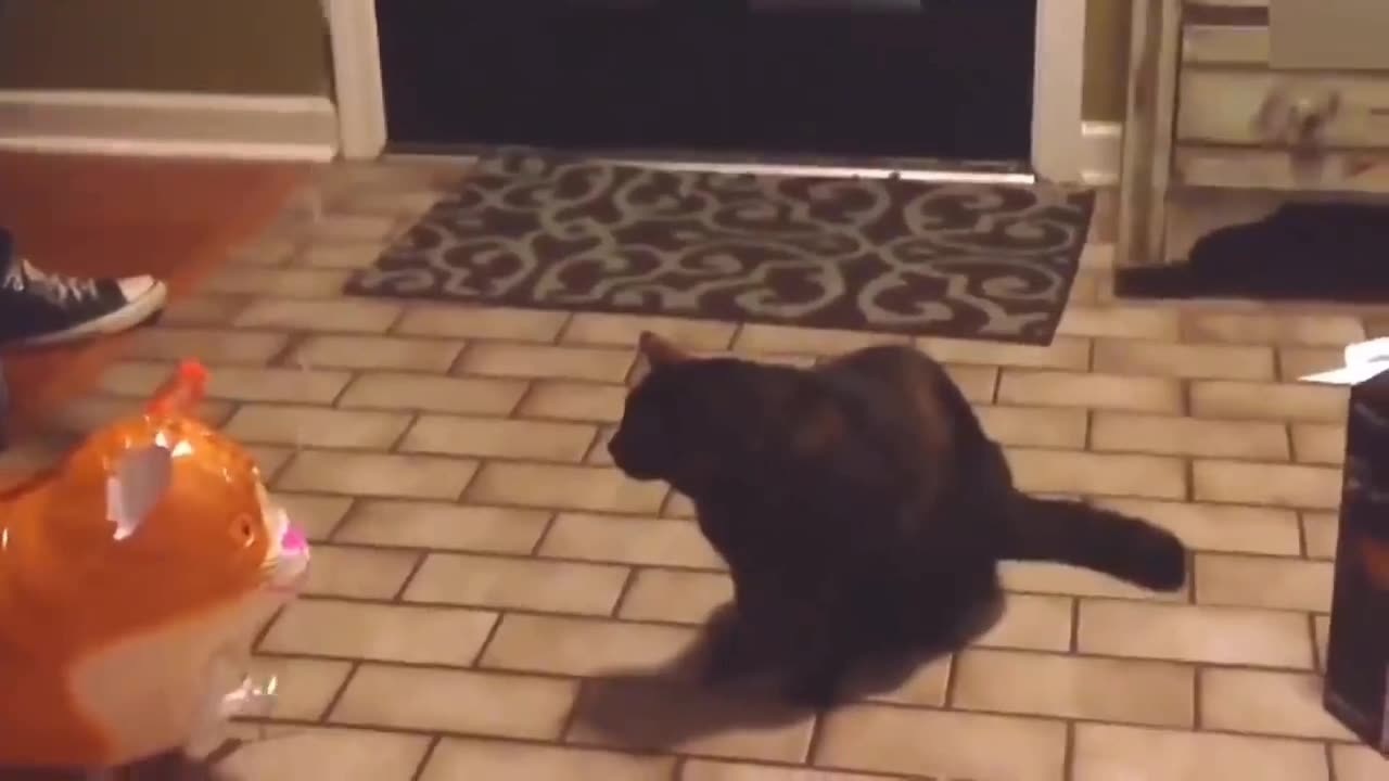 New Funny Videos 2023 😍 Cutest Cats and Dogs 🐱🐶 Part 2