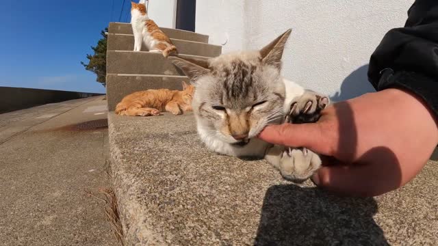 Cats living in the sea evacuate to land to avoid big waves