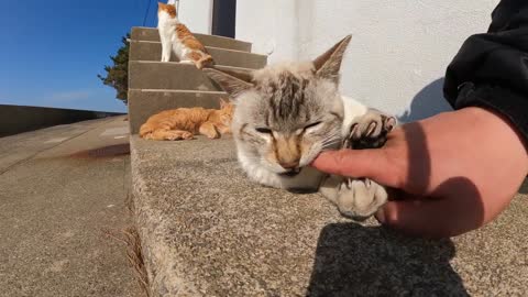 Cats living in the sea evacuate to land to avoid big waves