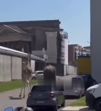 In best news today - elephant and giraffe escape a movie set in Italy.