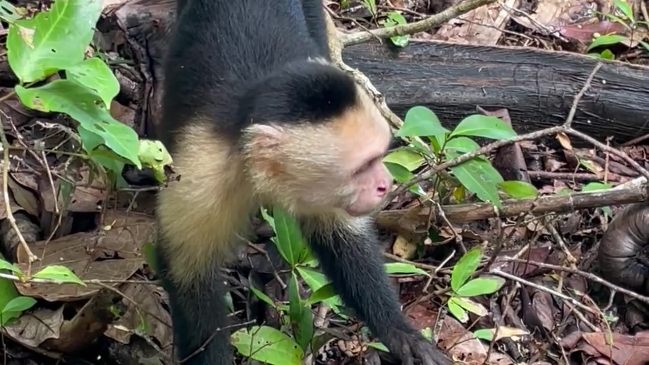 Monkey playing with leaf