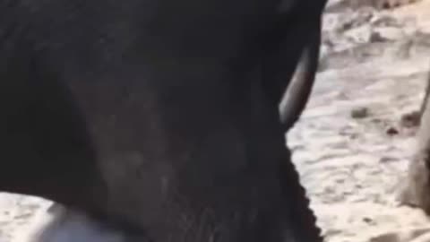 How animal elephants give a birth baby #elephant