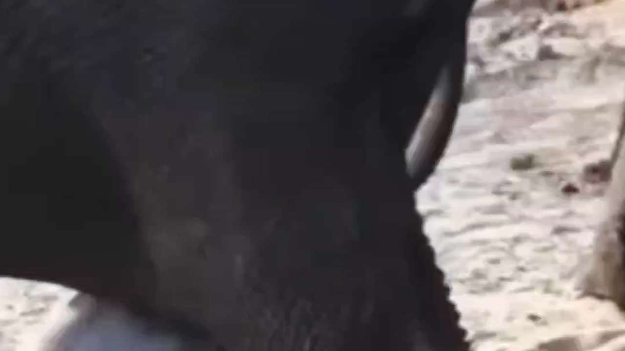 How animal elephants give a birth baby #elephant