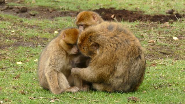 monkeys in the jungle.